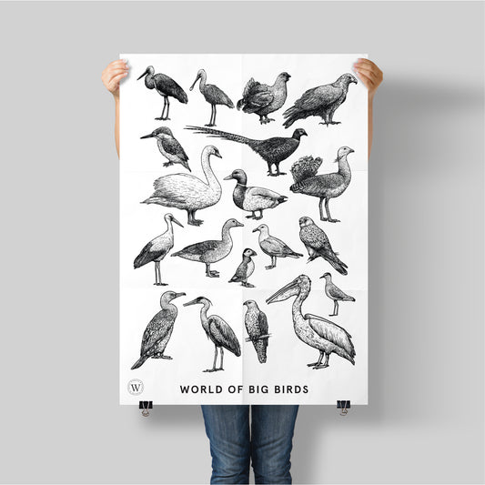 WORLD OF BIG BIRDS